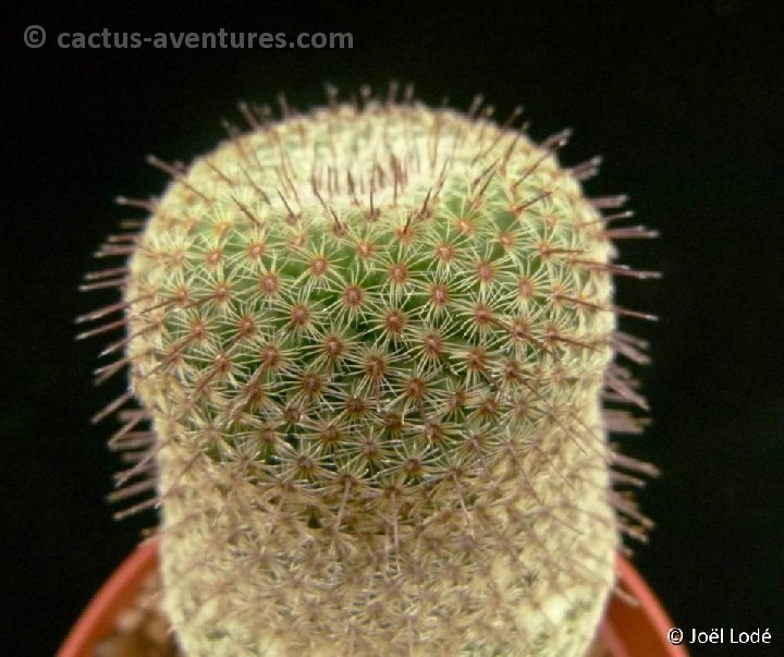 Mammillaria tlalocii FO0188 P1000338